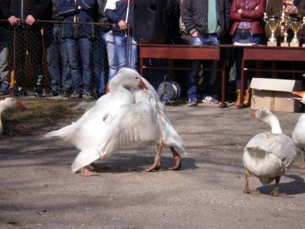 Бела корида у Мокрину: Победио осокољени гусан Родац